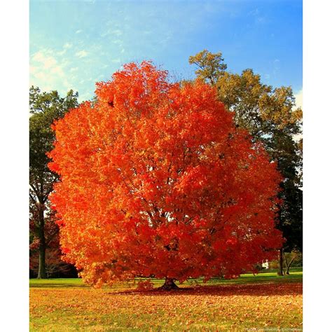 Fakta Om Oktober Glory Maple Tree